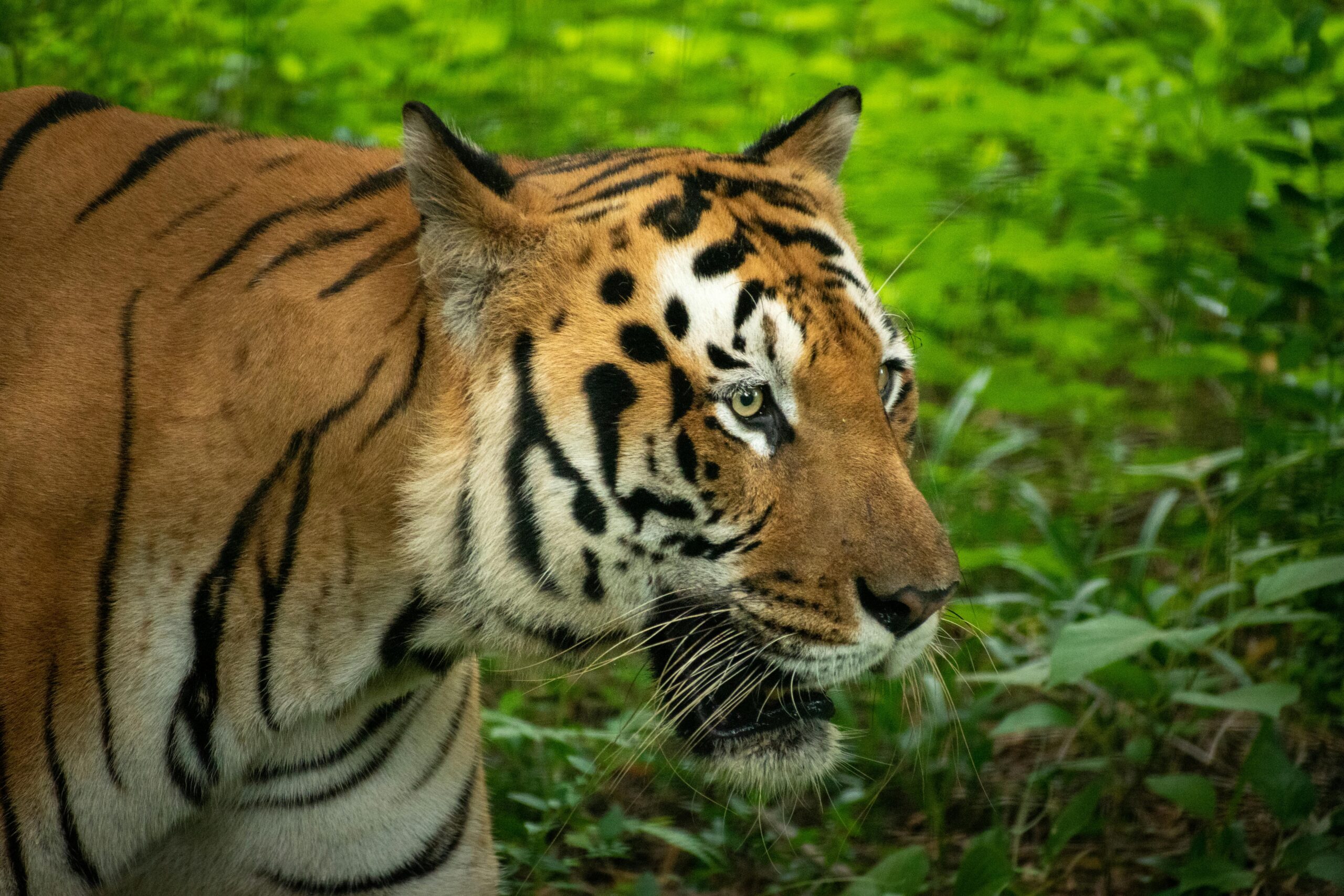 Bengkalis harimau sumatra Duri Field (Mohan Kumar)