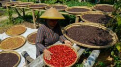 Ilustrasi kopi Indonesia (Noel Snpr)