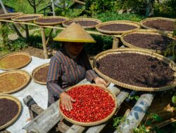 Kopi Gayo Tembus AS, Aceh Bidik Pasar Lanjutan