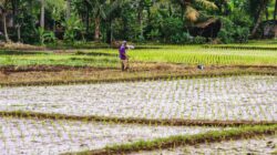 Mentan Desak Sumbar Percepat Pulihkan Sawah Rusak