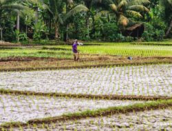 Mentan Desak Sumbar Percepat Pulihkan Sawah Rusak