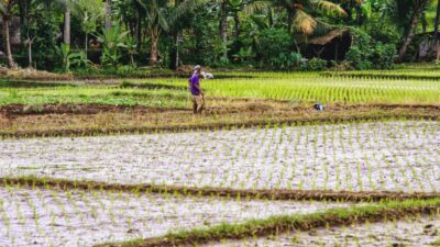 Rehab sawah pascabencana (Ruyat Supriazi)