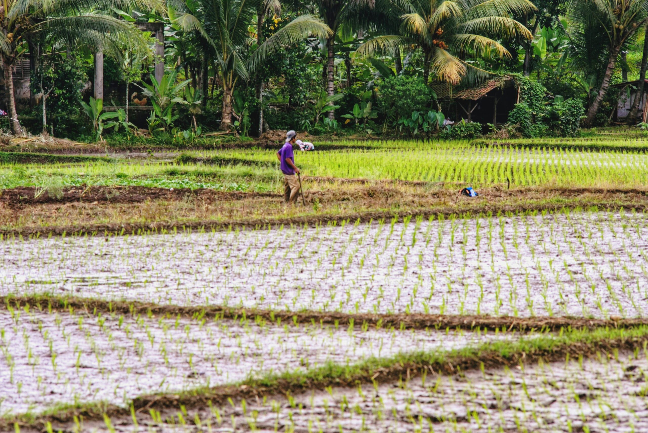 Rehab sawah pascabencana (Ruyat Supriazi)