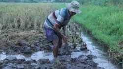 Irigasi Indonesia (sartana)