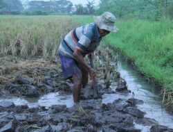 Paluta Siapkan Irigasi Hadapi Kemarau 2026