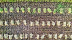 Pertanian Indonesia (Tom Fisk)