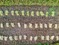 Petani Naga Juang Gagal Tanam Dua Musim