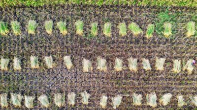 Petani Naga Juang Gagal Tanam Dua Musim