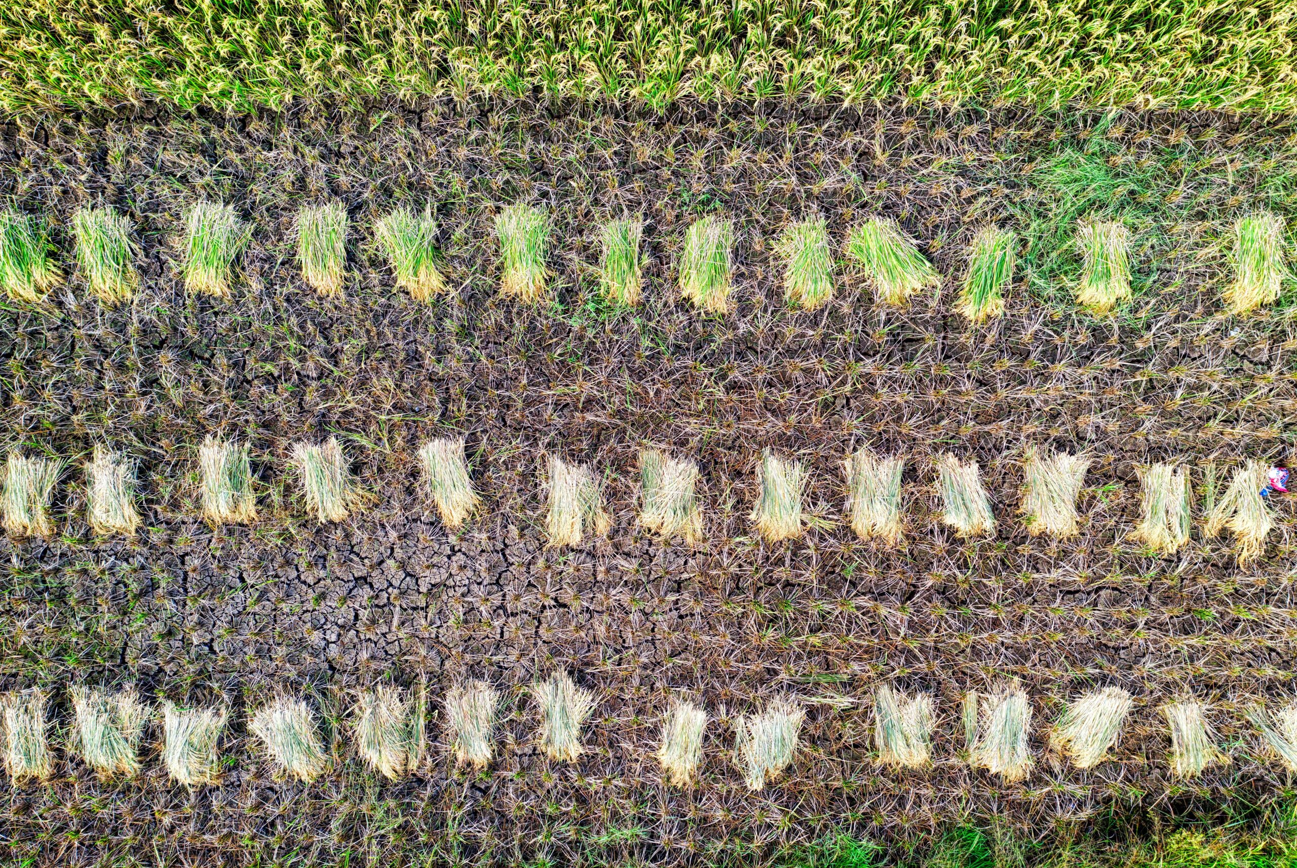 Pertanian Indonesia (Tom Fisk)