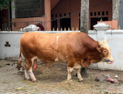 Kampar Terima Sapi Kurban Presiden 923 Kg
