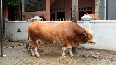 Kampar Terima Sapi Kurban Presiden 923 Kg