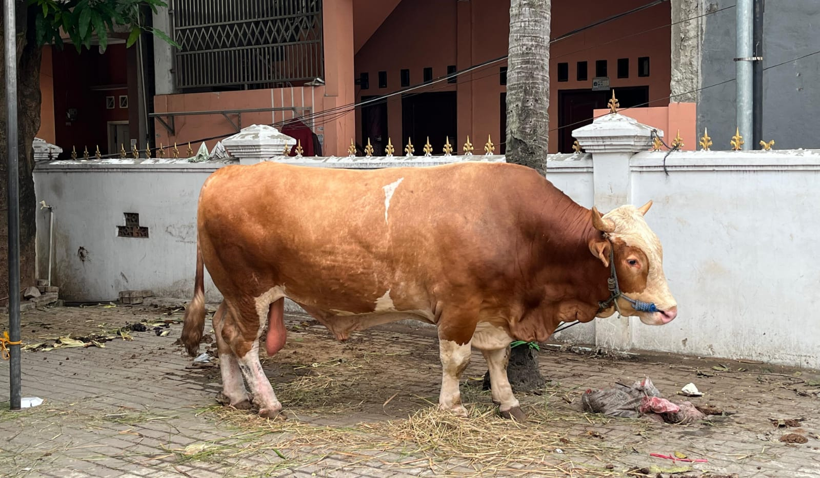 Sapi kurban Presiden (Kota Administrasi Jakarta Barat)