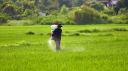 Harga Pupuk Turun, Petani Sumatra Bisa Terbantu