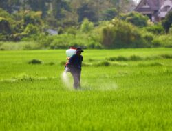 Harga Pupuk Turun, Petani Sumatra Bisa Terbantu