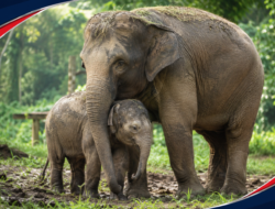Anak Gajah Sumatera Lahir di Padang Sugihan, Langsung Berdiri dan Menyusu Normal