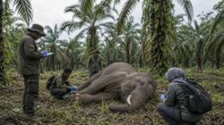 Gajah Sumatra Aceh Tamiang