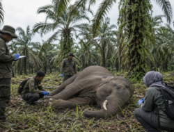 BKSDA Aceh Lakukan Nekropsi Gajah Sumatra yang Ditemukan Mati di Aceh Tamiang