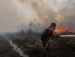 Karhutla di Muara Medak Muba Capai Sekitar 115 Hektare, Sumber Air Jadi Kendala Pemadaman