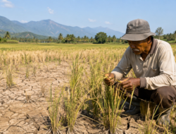 Kemarau Mengancam Lahan Pertanian, Petani Aceh Besar Diminta Gunakan Padi Tahan Kekeringan