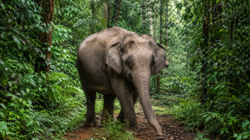 Konservasi Gajah Seblat Bengkulu