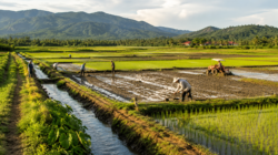 Sawah baru Aceh Jaya