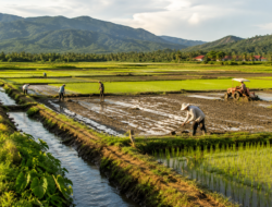 Aceh Jaya Cetak 1.000 Hektare Sawah Baru, Anggaran Diperkirakan Rp35 Miliar