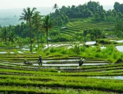 20,9 Ton Benih Padi Unggul untuk 104 Hektare di Simeulue