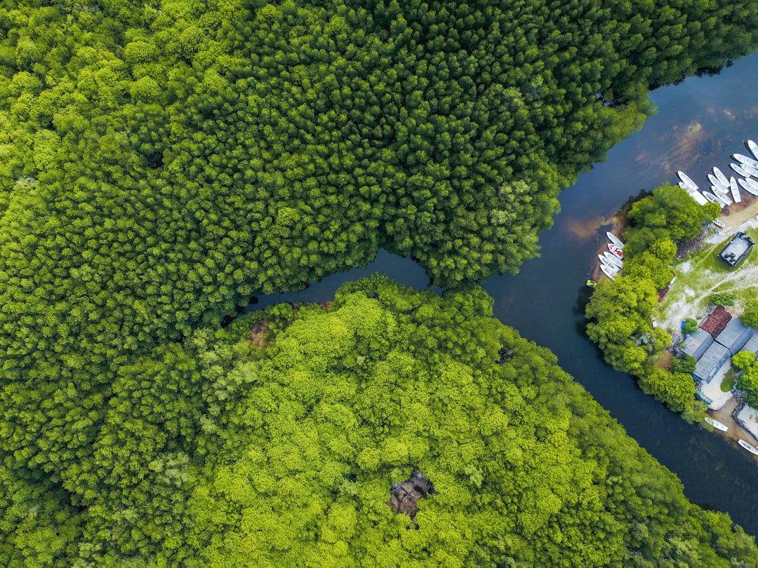 Ilustrasi kawasan mangrove untuk ekonomi blue-green Lampung