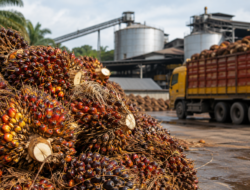 Harga Referensi CPO September 2026 Naik Jadi US$1.007,51 per Ton