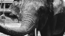 Ilustrasi gajah untuk berita konservasi Padang Sugihan