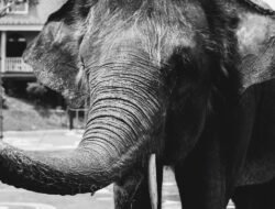 Kemenhut Pastikan 29 Gajah Sumatra di Padang Sugihan Sehat di Tengah Karhutla