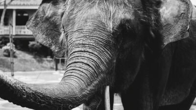 Kemenhut Pastikan 29 Gajah Sumatra di Padang Sugihan Sehat di Tengah Karhutla