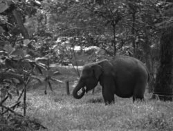Kemenhut Kuasai Kembali 300 Hektare Koridor Gajah Seblat di Bengkulu