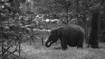 Kemenhut Kuasai Kembali 300 Hektare Koridor Gajah Seblat di Bengkulu