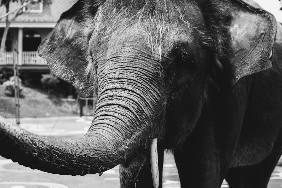 Ilustrasi gajah untuk berita konservasi Padang Sugihan