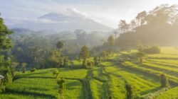 Ilustrasi persawahan untuk berita pemulihan lahan pertanian pascabanjir di Solok