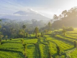 Pemkab Solok Percepat Pemulihan Sawah Pascabanjir