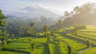 Pemkab Solok Percepat Pemulihan Sawah Pascabanjir