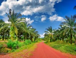 Riau Produksi 9,4 Juta Ton CPO per Tahun, 61 Persen Areal Sawit Perkebunan Rakyat