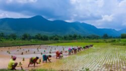 Ilustrasi sawah dan petani untuk berita lumbung pangan Desa Pengabuan PALI