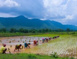 Desa Pengabuan PALI Ubah Lahan Tak Produktif Jadi Lumbung Pangan, Target 167 Ton Gabah