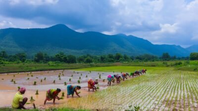Desa Pengabuan PALI Ubah Lahan Tak Produktif Jadi Lumbung Pangan, Target 167 Ton Gabah