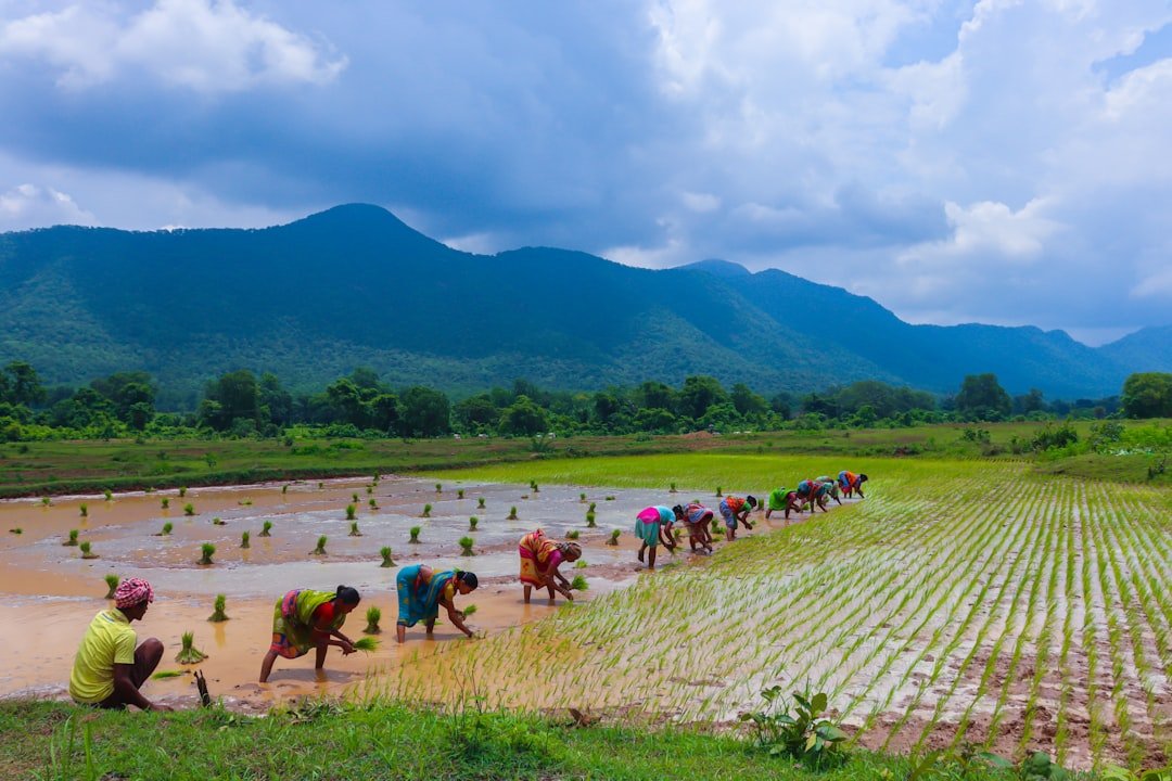 Ilustrasi sawah dan petani untuk berita lumbung pangan Desa Pengabuan PALI