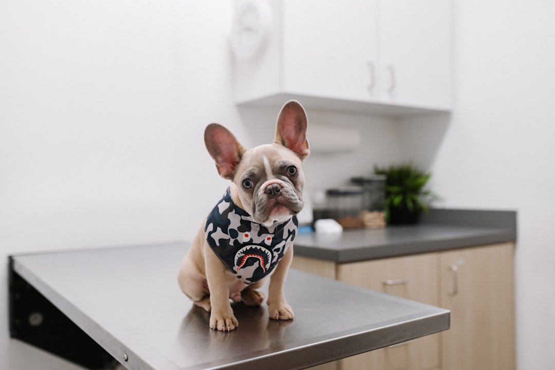 Ilustrasi pemeriksaan dan vaksinasi anjing oleh tenaga veteriner. Foto: Karsten Winegeart/Unsplash