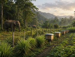 Mitigasi Konflik Gajah di Way Kambas Didorong Gabungkan Pagar, Serai dan Budidaya Lebah
