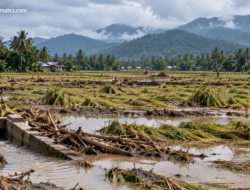 16.276 Hektare Sawah Rusak Berat di Aceh Belum Tertangani, Pemulihan Dipacu