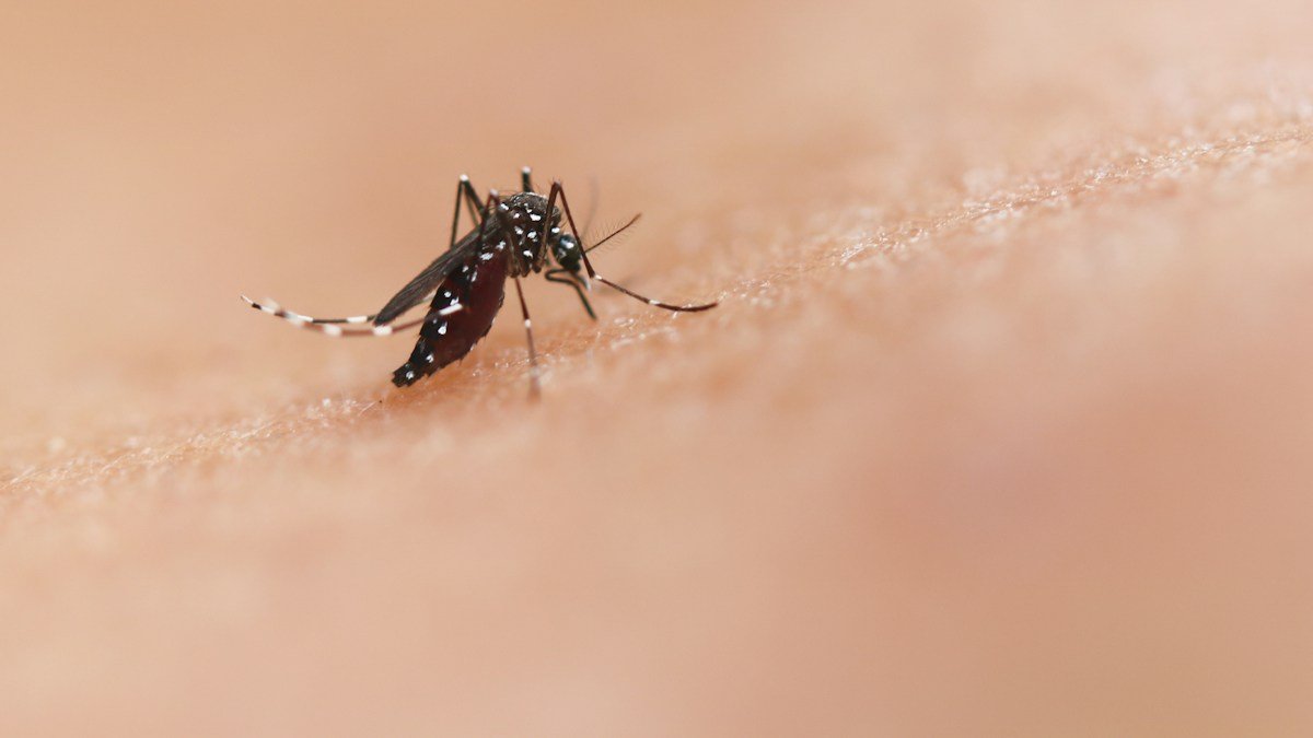 Ilustrasi nyamuk Aedes yang berpotensi menularkan demam berdarah, bukan foto kejadian di Aceh