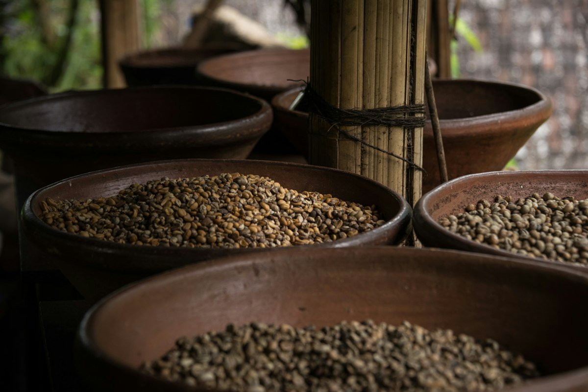 Ilustrasi biji kopi, bukan foto proyek Rumah Kopi Jagong Jeget