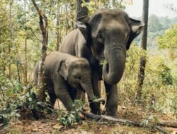Anak Gajah Sumatera Ditemukan Mati di Tebo, Gakkum Selidiki Dugaan Kelalaian