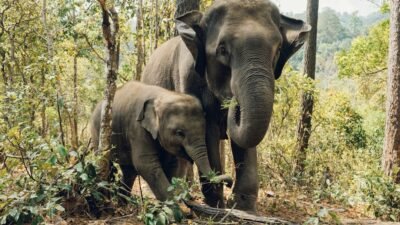 Anak Gajah Sumatera Ditemukan Mati di Tebo, Gakkum Selidiki Dugaan Kelalaian